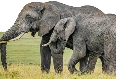 4-Day Kenya Private Safari